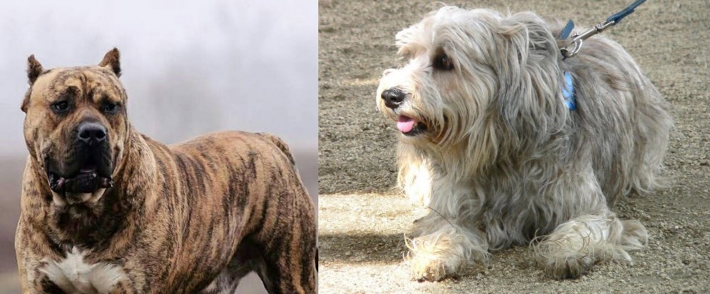 Sapsali vs Perro de Presa Canario - Breed Comparison