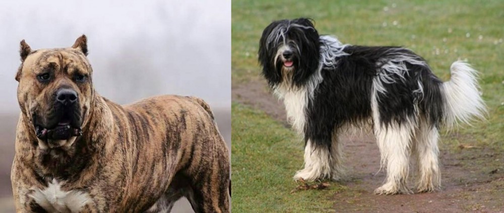 Schapendoes vs Perro de Presa Canario - Breed Comparison