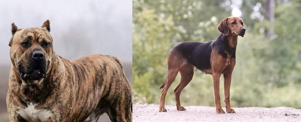 Schillerstovare vs Perro de Presa Canario - Breed Comparison