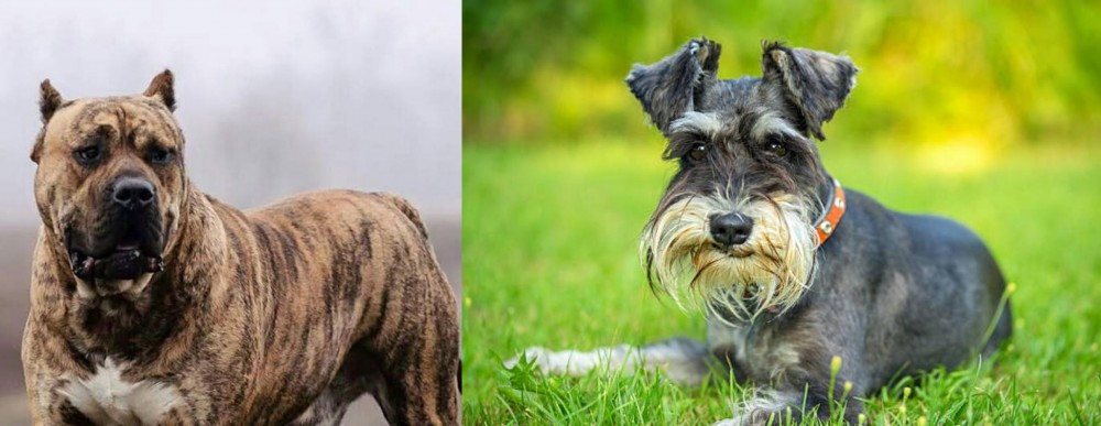 Schnauzer vs Perro de Presa Canario - Breed Comparison