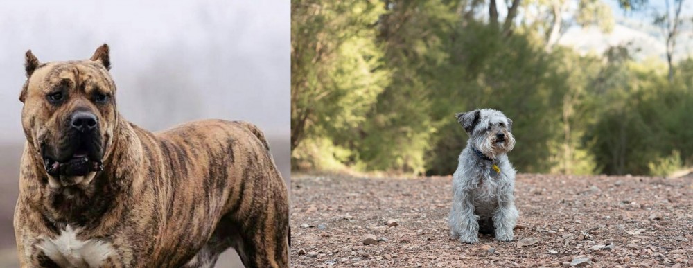 Schnoodle vs Perro de Presa Canario - Breed Comparison