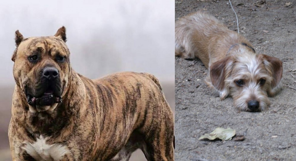 Schweenie vs Perro de Presa Canario - Breed Comparison