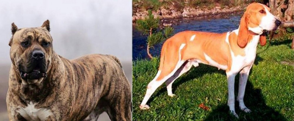 Schweizer Laufhund vs Perro de Presa Canario - Breed Comparison