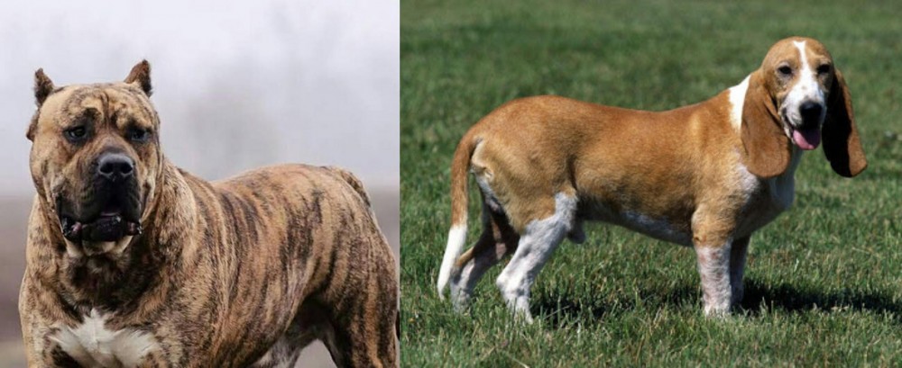 Schweizer Niederlaufhund vs Perro de Presa Canario - Breed Comparison