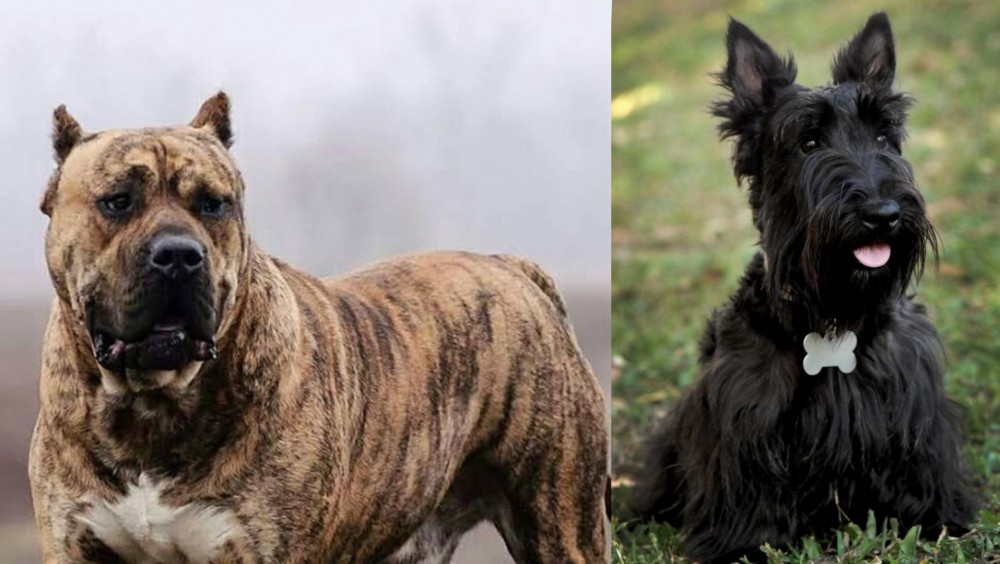 Scoland Terrier vs Perro de Presa Canario - Breed Comparison