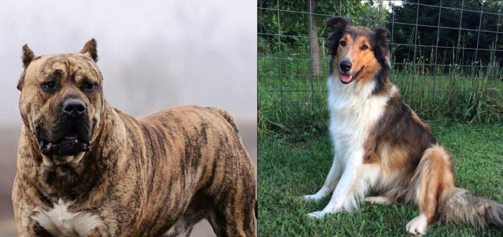 Scotch Collie vs Perro de Presa Canario - Breed Comparison