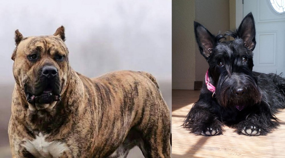 Scottish Terrier vs Perro de Presa Canario - Breed Comparison