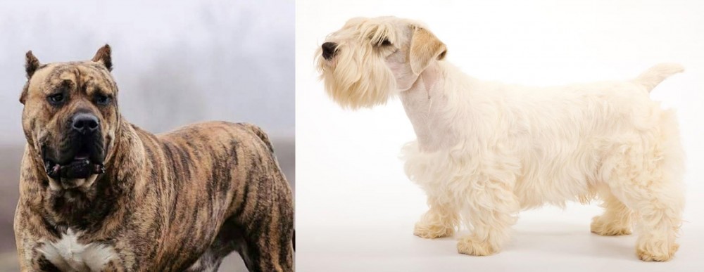 Sealyham Terrier vs Perro de Presa Canario - Breed Comparison