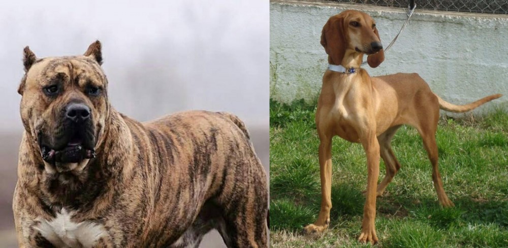 Segugio Italiano vs Perro de Presa Canario - Breed Comparison