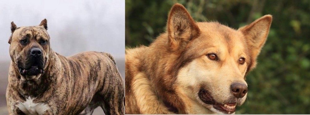 Seppala Siberian Sleddog vs Perro de Presa Canario - Breed Comparison