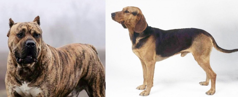 Serbian Hound vs Perro de Presa Canario - Breed Comparison