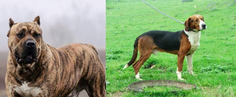 Serbian Tricolour Hound vs Perro de Presa Canario - Breed Comparison