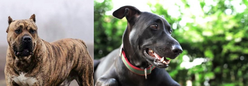 Shepard Labrador vs Perro de Presa Canario - Breed Comparison