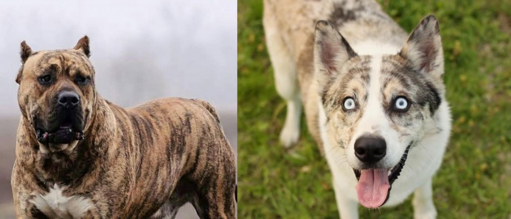 Shepherd Husky vs Perro de Presa Canario - Breed Comparison