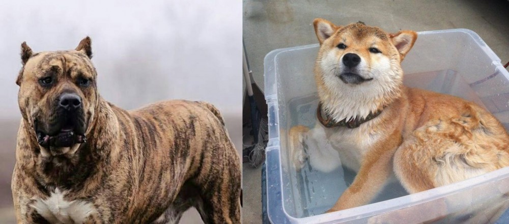 Shiba Inu vs Perro de Presa Canario - Breed Comparison