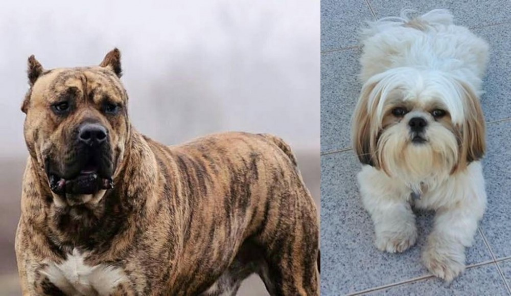 Shih Tzu vs Perro de Presa Canario - Breed Comparison