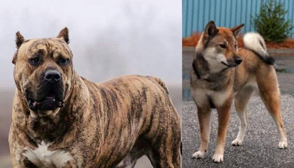 Shikoku vs Perro de Presa Canario - Breed Comparison