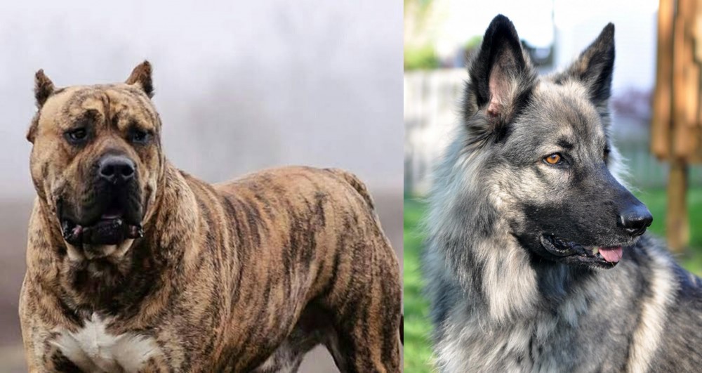 Shiloh Shepherd vs Perro de Presa Canario - Breed Comparison
