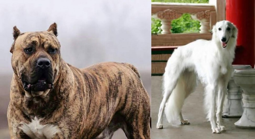 Silken Windhound vs Perro de Presa Canario - Breed Comparison