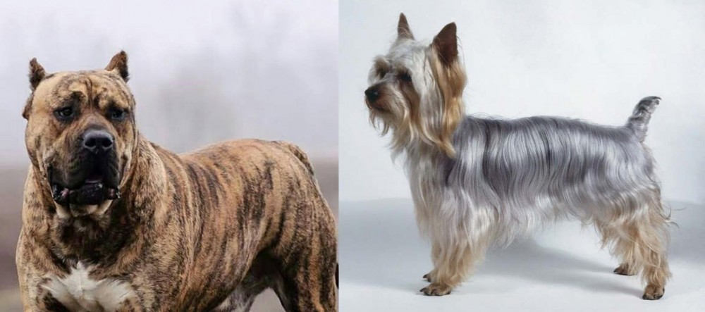 Silky Terrier vs Perro de Presa Canario - Breed Comparison