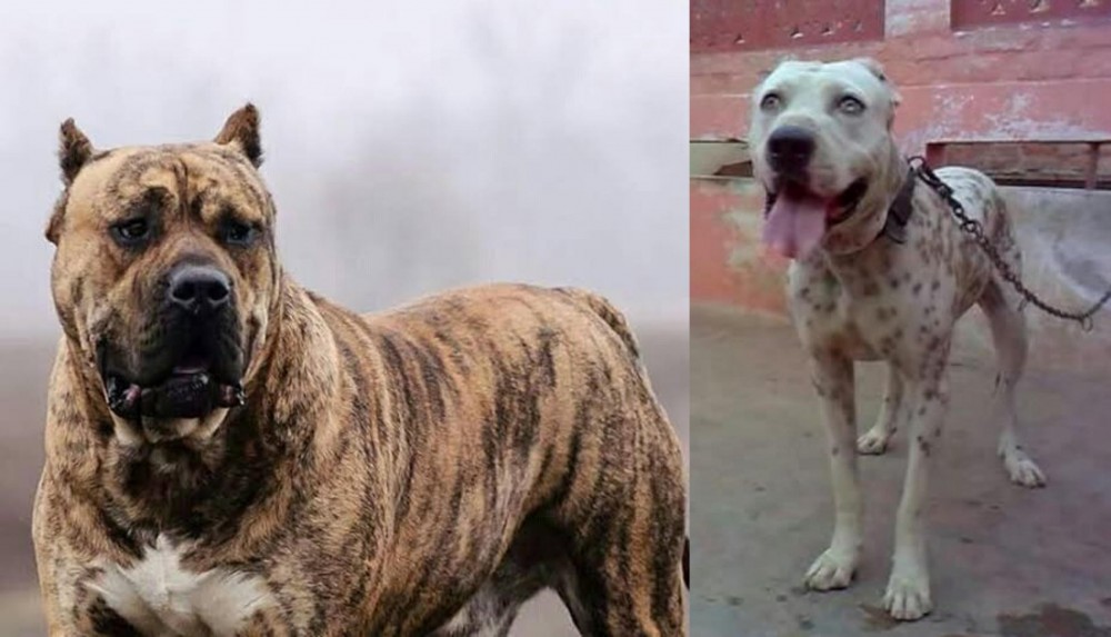 Sindh Mastiff vs Perro de Presa Canario - Breed Comparison