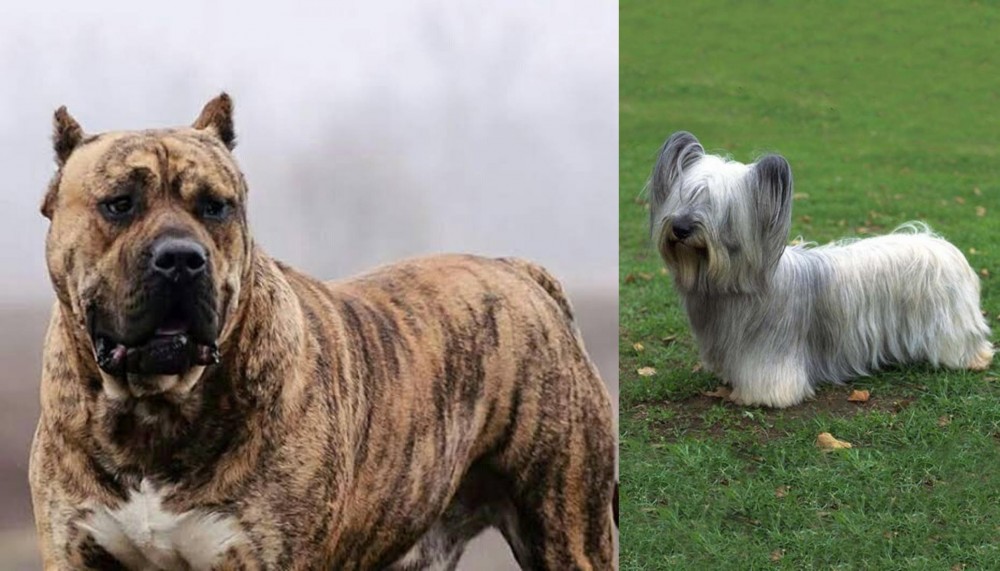Skye Terrier vs Perro de Presa Canario - Breed Comparison