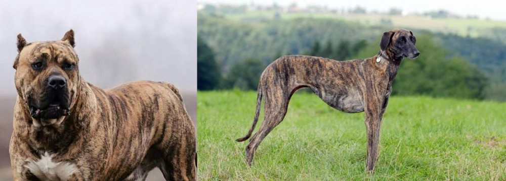 Sloughi vs Perro de Presa Canario - Breed Comparison