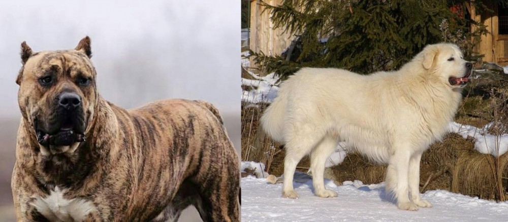 Slovak Cuvac vs Perro de Presa Canario - Breed Comparison