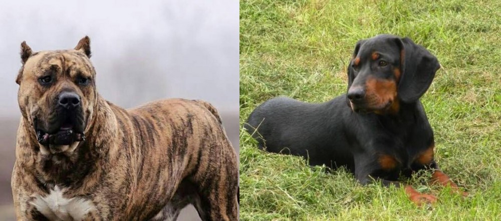 Slovakian Hound vs Perro de Presa Canario - Breed Comparison