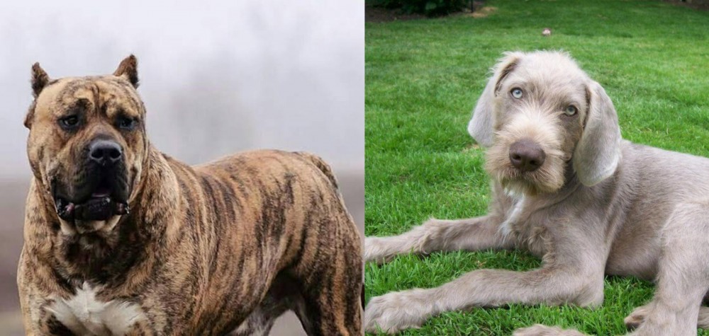 Slovakian Rough Haired Pointer vs Perro de Presa Canario - Breed Comparison
