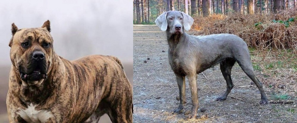 Slovensky Hrubosrsty Stavac vs Perro de Presa Canario - Breed Comparison