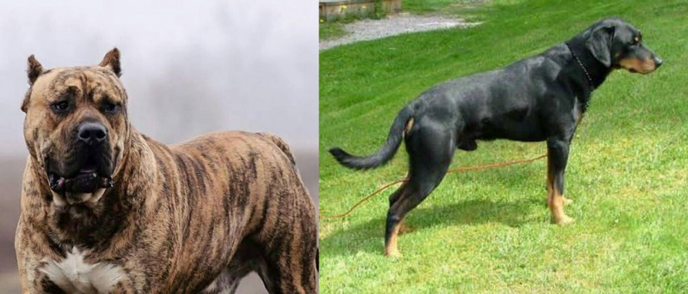 Smalandsstovare vs Perro de Presa Canario - Breed Comparison