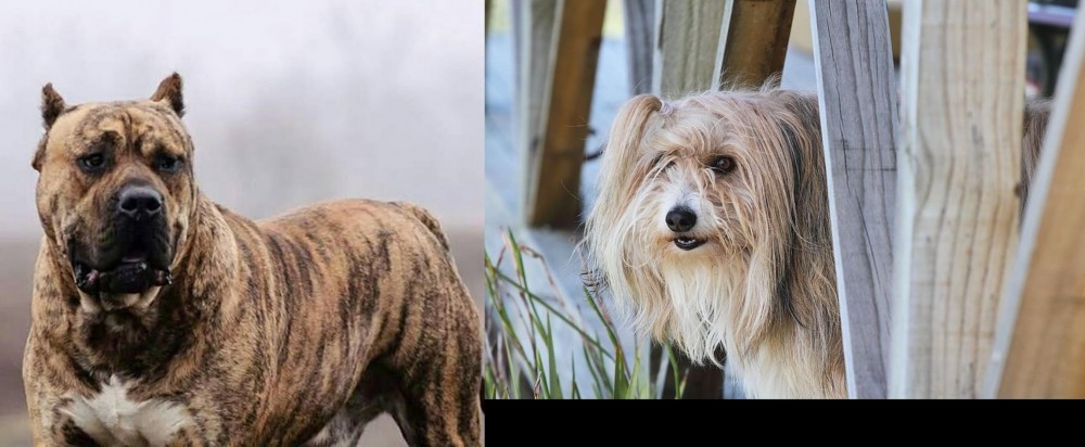 Smithfield vs Perro de Presa Canario - Breed Comparison