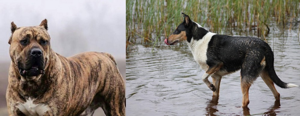 Smooth Collie vs Perro de Presa Canario - Breed Comparison