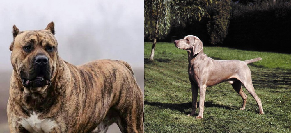 Smooth Haired Weimaraner vs Perro de Presa Canario - Breed Comparison