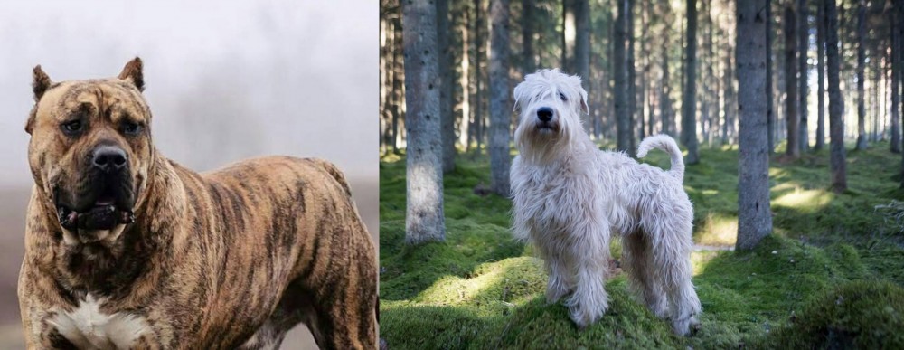 Soft-Coated Wheaten Terrier vs Perro de Presa Canario - Breed Comparison