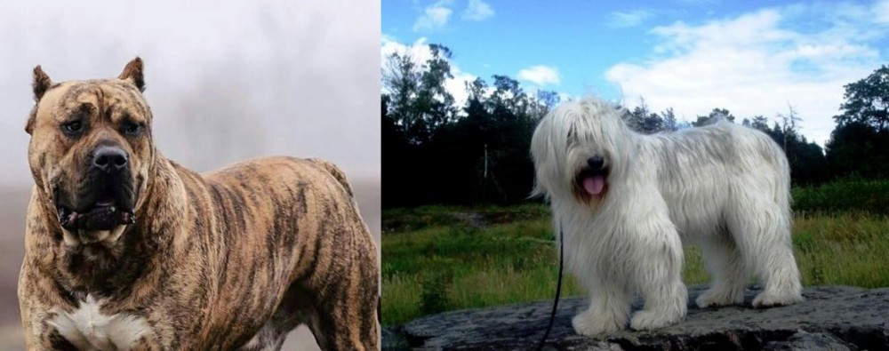 South Russian Ovcharka vs Perro de Presa Canario - Breed Comparison