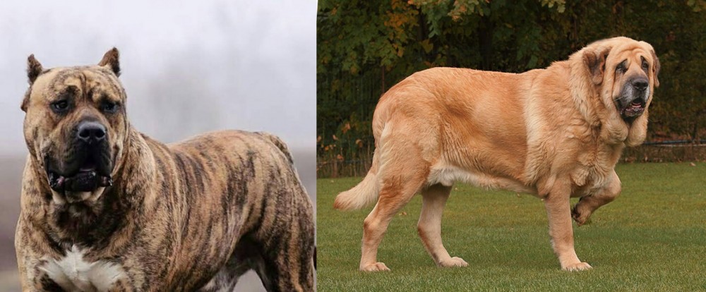 Spanish Mastiff vs Perro de Presa Canario - Breed Comparison