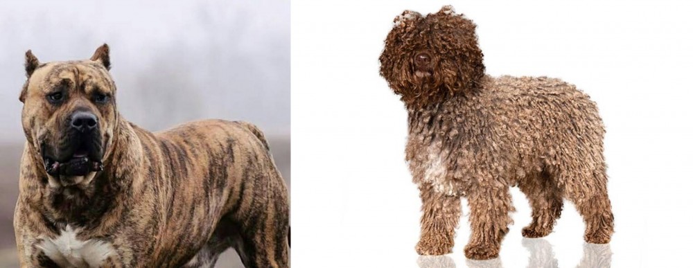 Spanish Water Dog vs Perro de Presa Canario - Breed Comparison