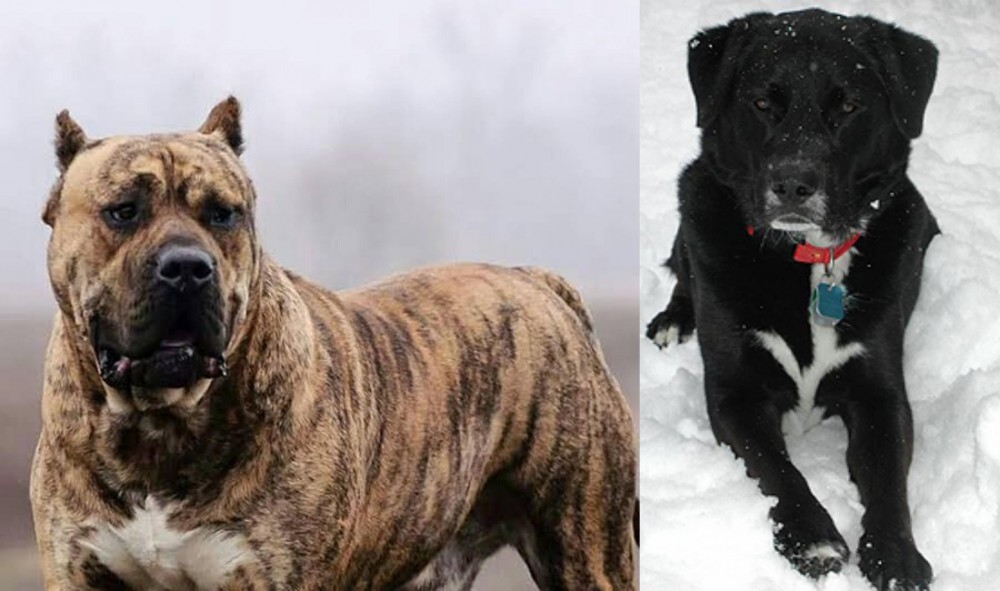 St. John's Water Dog vs Perro de Presa Canario - Breed Comparison