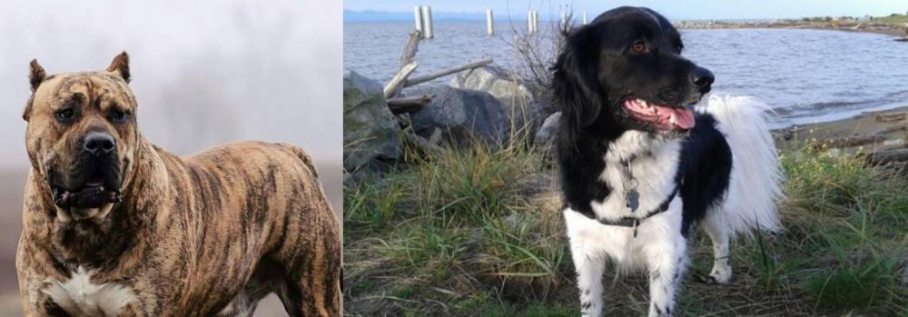 Stabyhoun vs Perro de Presa Canario - Breed Comparison