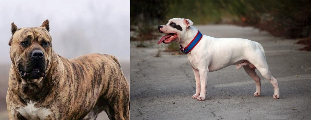 Staffordshire Bull Terrier vs Perro de Presa Canario - Breed Comparison