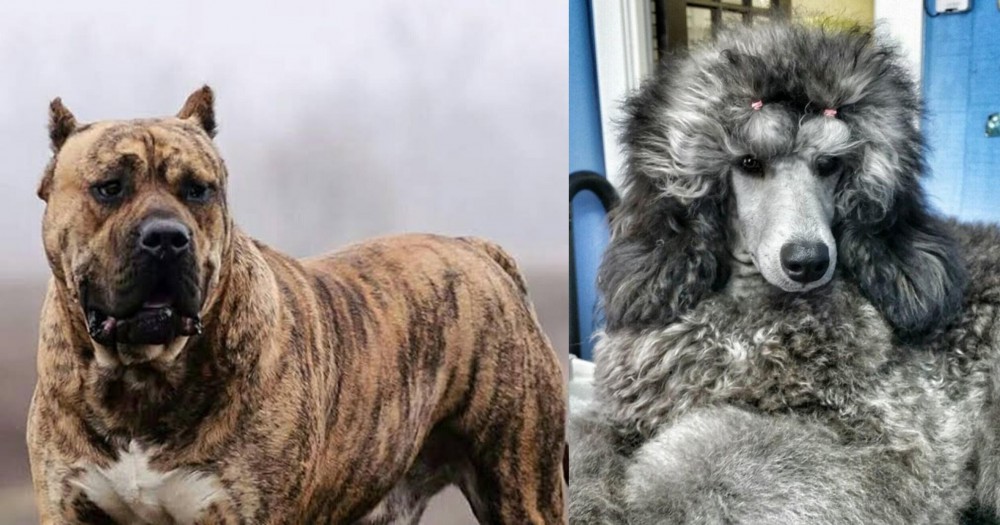 Standard Poodle vs Perro de Presa Canario - Breed Comparison