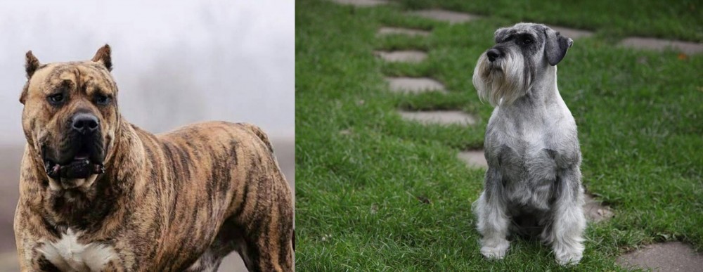 Standard Schnauzer vs Perro de Presa Canario - Breed Comparison