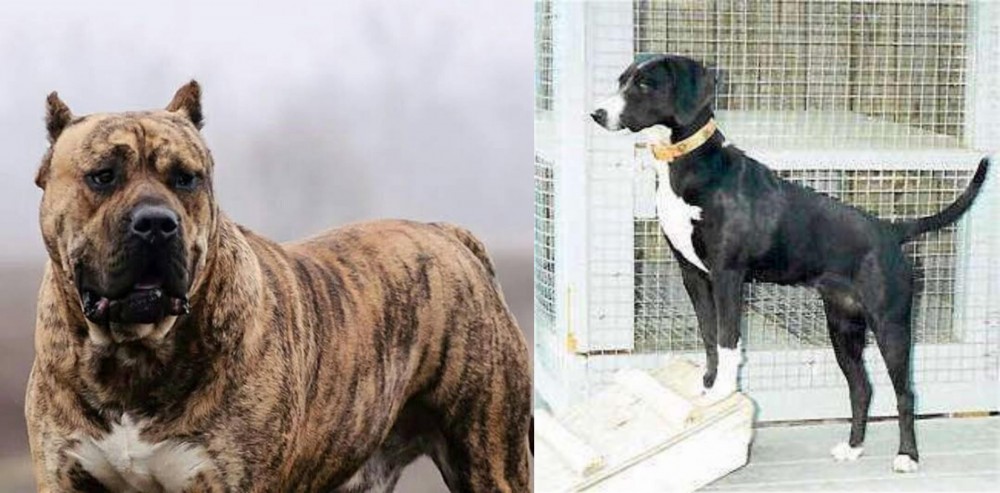 Stephens Stock vs Perro de Presa Canario - Breed Comparison
