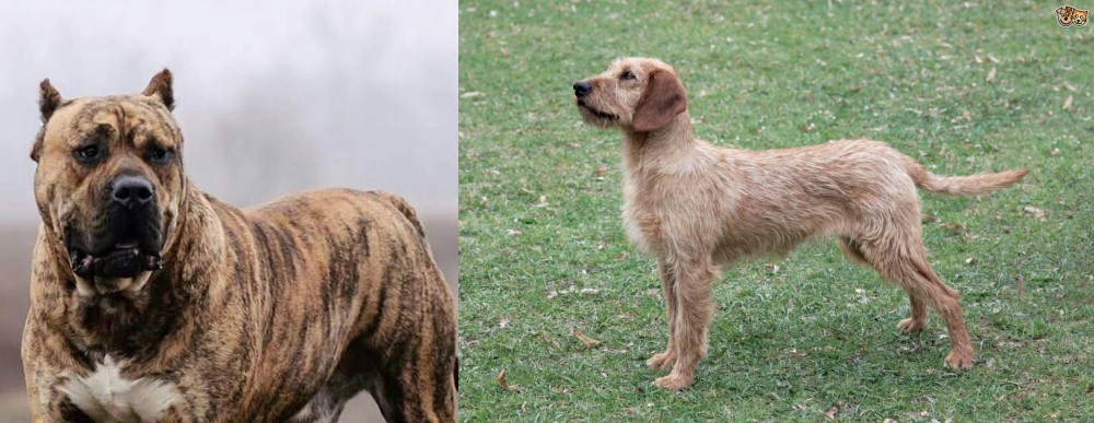 Styrian Coarse Haired Hound vs Perro de Presa Canario - Breed Comparison