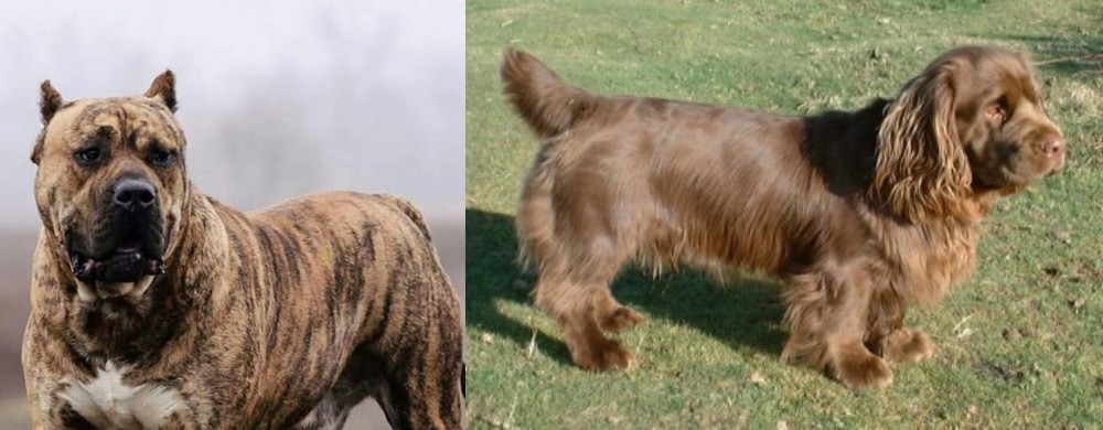 Sussex Spaniel vs Perro de Presa Canario - Breed Comparison