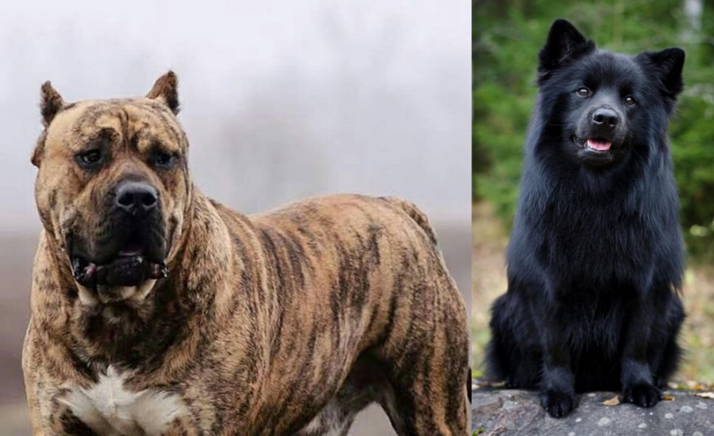 Swedish Lapphund vs Perro de Presa Canario - Breed Comparison