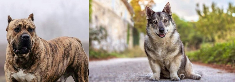 Swedish Vallhund vs Perro de Presa Canario - Breed Comparison