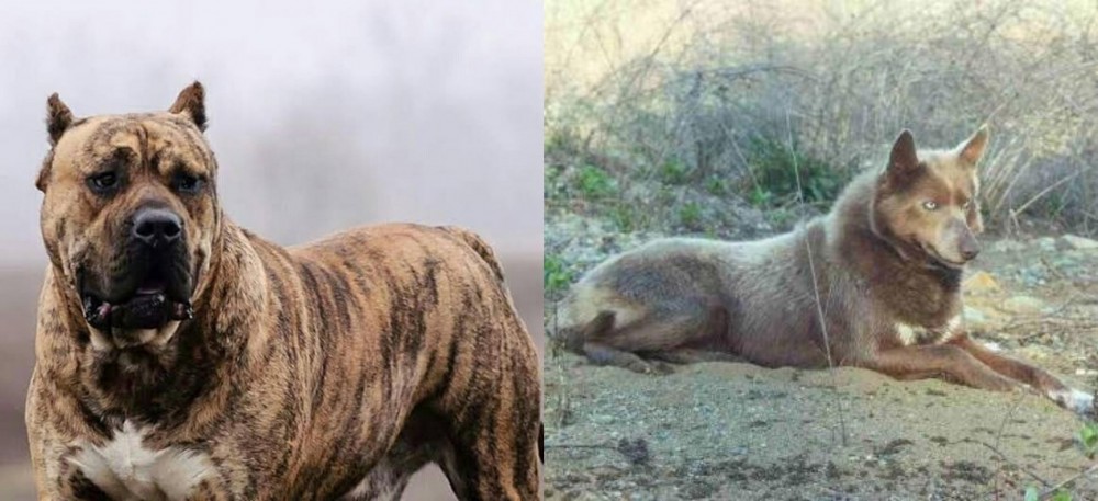 Tahltan Bear Dog vs Perro de Presa Canario - Breed Comparison